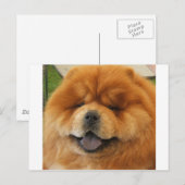 Chow Chow Rescue Briefkaart (Voorkant / Achterkant)