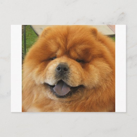Chow Chow Rescue Briefkaart (Voorkant)