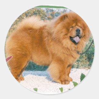 Chow-Chow Ronde Sticker