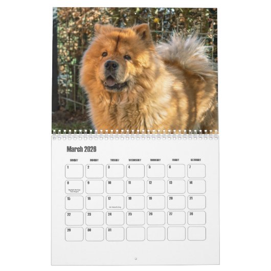 Chow Dog Kalender (Mar 2026)