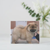 chow pup.png briefkaart (Staand voorkant)