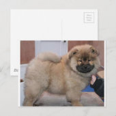 chow pup.png briefkaart (Voorkant / Achterkant)