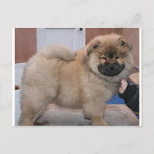 chow pup.png briefkaart