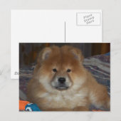 Chow Puppy Briefkaart (Voorkant / Achterkant)