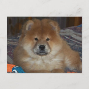 Chow Puppy Briefkaart