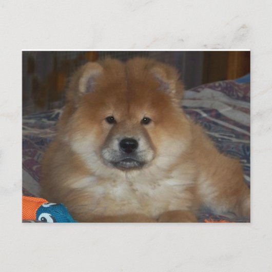 Chow Puppy Briefkaart (Voorkant)