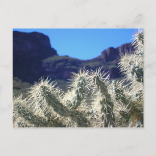 Choya Cactus - Briefkaart Arizona