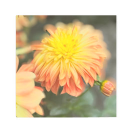 Chris' Chrysanthemum 2925