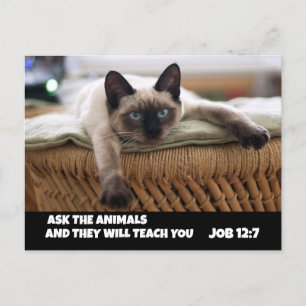CHRISTELIJK CAT-BRIEFKAART JOB 12:7 SIAMESE CAT BRIEFKAART