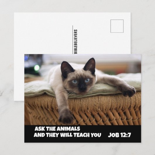 CHRISTELIJK CAT-BRIEFKAART JOB 12:7 SIAMESE CAT BRIEFKAART (Voorkant / Achterkant)