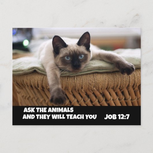CHRISTELIJK CAT-BRIEFKAART JOB 12:7 SIAMESE CAT BRIEFKAART (Voorkant)