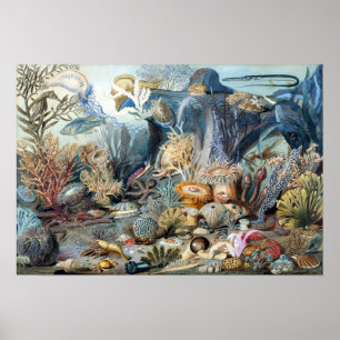 Christelijk Schussele Ocean Life Poster