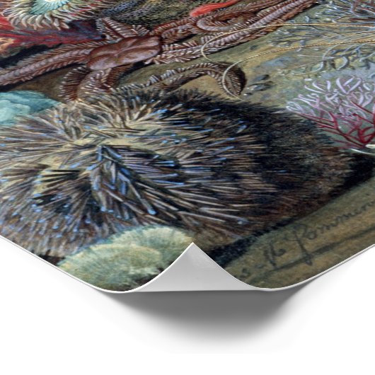 Christelijk Schussele Ocean Life Poster (Hoek)