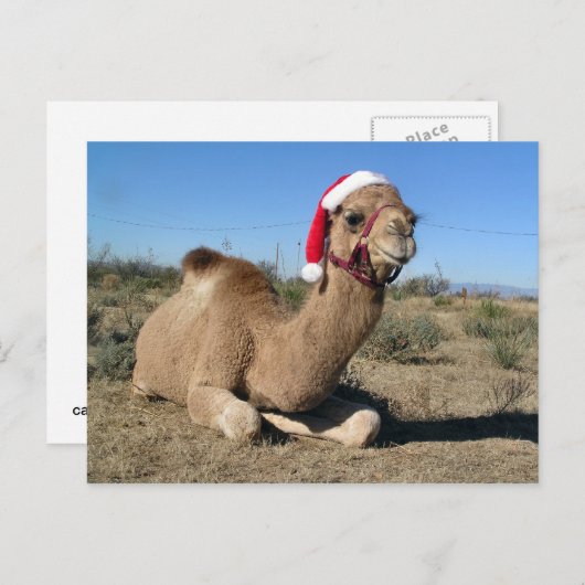 Christmas camel briefkaart (Voorkant / Achterkant)