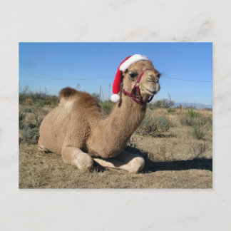 Christmas camel briefkaart