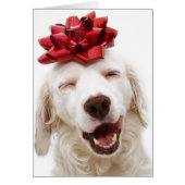 CHRISTMAS CARD WHITE RETRIEVEN MET RODE BOW (Voorkant)