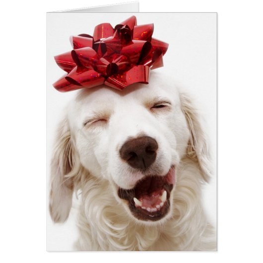 CHRISTMAS CARD WHITE RETRIEVEN MET RODE BOW (Voorkant)