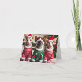 Christmas Cats Card | Funny Sphynx Cats  Bedankkaart (Voorkant)