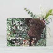 Christmas Chocolate Labrador Dog "Happy Holidays"  Kaart (Staand voorkant)