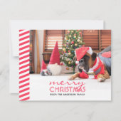 Christmas Dog Red Stripes Feestdagenkaart (Voorkant)