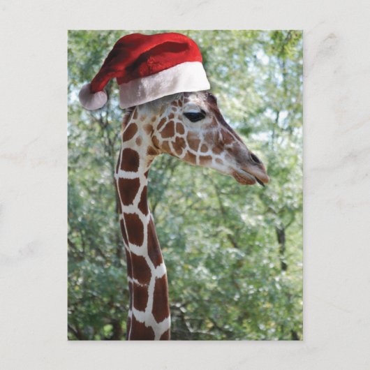 Christmas Giraffe Feestdagenkaart (Voorkant)
