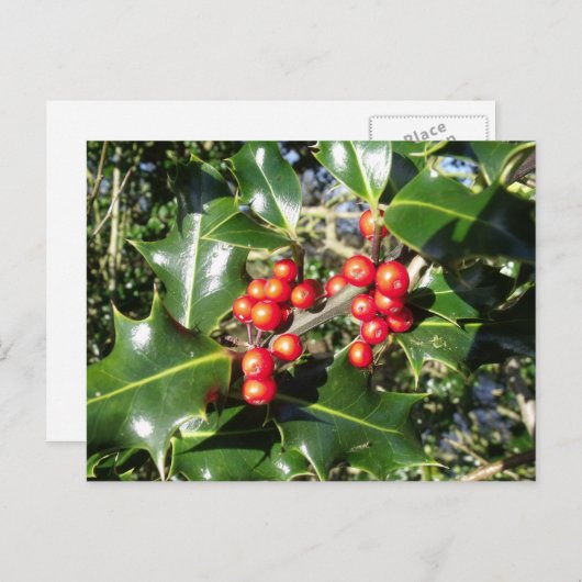 Christmas Holly Berries On Holly Tree Feestdagenkaart (Voorkant / Achterkant)