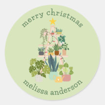 Christmas House Plant