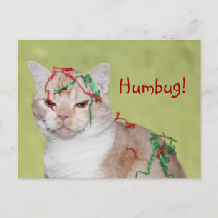 Christmas Humbug cat Feestdagenkaart