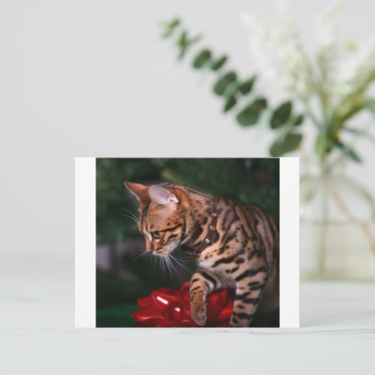 Christmas Kitty Photo (Domestic Bengal Cat) Feestdagenkaart (Staand voorkant)