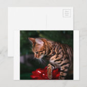 Christmas Kitty Photo (Domestic Bengal Cat) Feestdagenkaart (Voorkant / Achterkant)