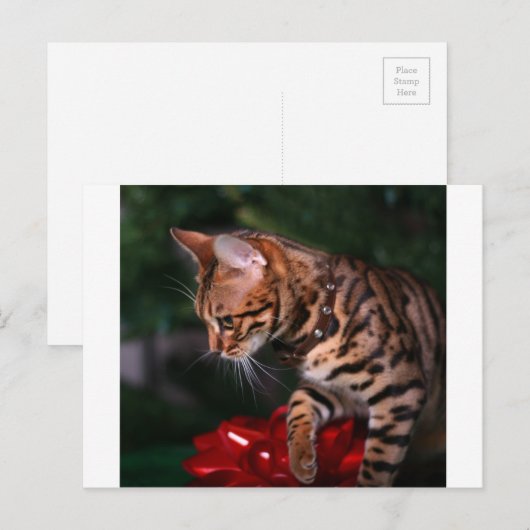 Christmas Kitty Photo (Domestic Bengal Cat) Feestdagenkaart (Voorkant / Achterkant)