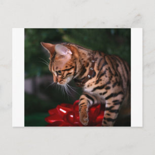 Christmas Kitty Photo (Domestic Bengal Cat) Feestdagenkaart