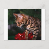 Christmas Kitty Photo (Domestic Bengal Cat) Feestdagenkaart (Voorkant)