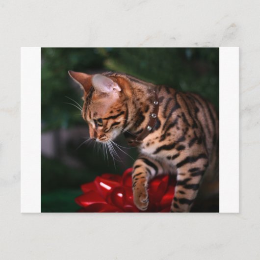 Christmas Kitty Photo (Domestic Bengal Cat) Feestdagenkaart (Voorkant)