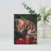 Christmas Kitty Photo (Domestic Bengal Cat) Feestdagenkaart (Staand voorkant)