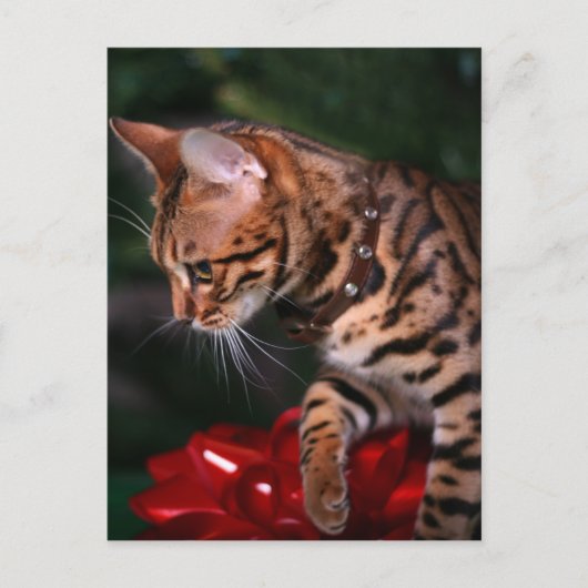 Christmas Kitty Photo (Domestic Bengal Cat) Feestdagenkaart (Voorkant)