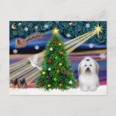 Christmas Magic Coton De Tulear Feestdagenkaart (Voorkant)