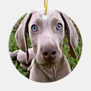 CHRISTMAS ORNAMENT "WEIMARANER"