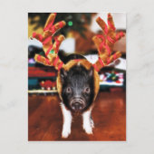 Christmas Pig Briefkaart (Voorkant)