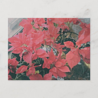Christmas Poinsettias Briefkaart