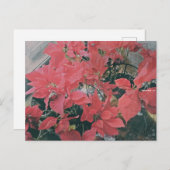 Christmas Poinsettias Briefkaart (Voorkant / Achterkant)