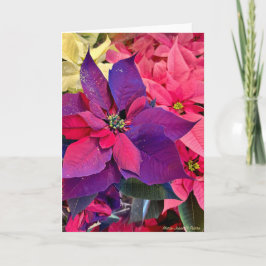 Christmas Poinsettias Kaart