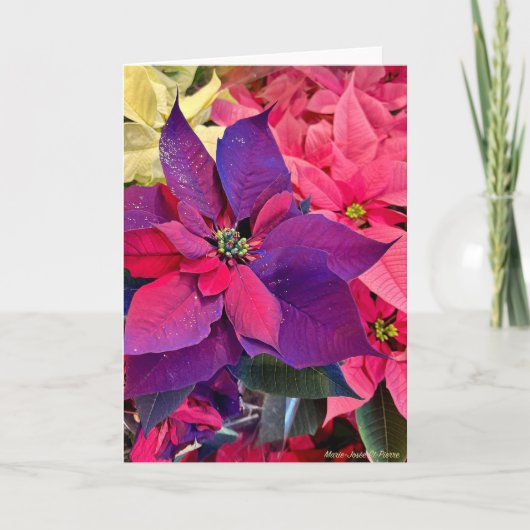 Christmas Poinsettias Kaart (Voorkant)