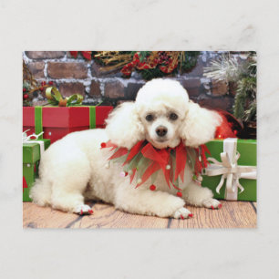 Christmas - Poodle - Sophie Feestdagenkaart
