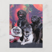 Christmas Pug Bruno Pearl Ms Wiggles - ChiPom Beer Feestdagenkaart (Voorkant)