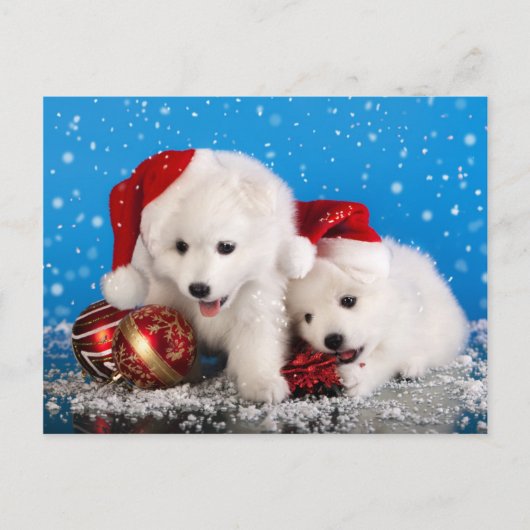 Christmas Puppies White Pomeranian Spitz Feestdagenkaart (Voorkant)