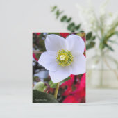 Christmas Rose [Postcard] Briefkaart (Staand voorkant)
