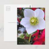 Christmas Rose [Postcard] Briefkaart (Voorkant / Achterkant)