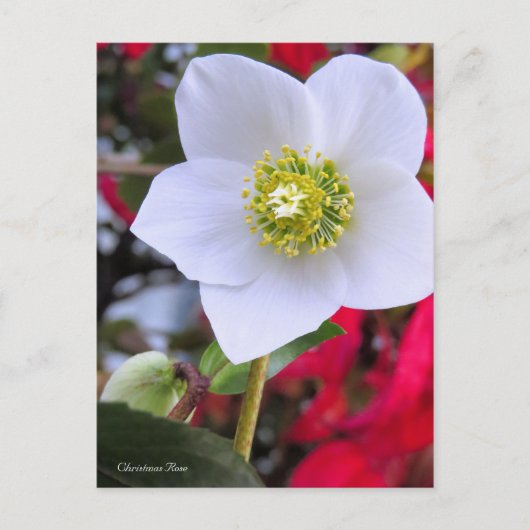 Christmas Rose [Postcard] Briefkaart (Voorkant)