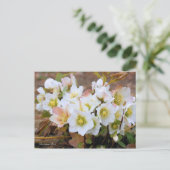 Christmas Rose [Postcard] Briefkaart (Staand voorkant)